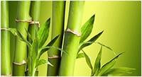 Bamboo Image