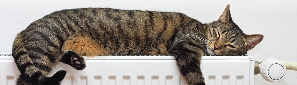 boiler-systems-cat-kotz-heating