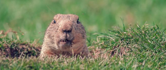What Groundhog Day Means For Your HVAC System